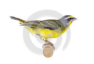 Yellow fronted canary bird on white