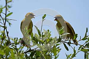 Yellow fronted canary Crithagra mozambica yellow eyed finch couple discussion