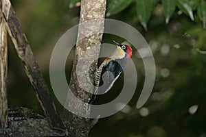 Yellow-fronted woodpecker, Melanerpes flavifrons