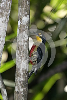 Yellow-fronted woodpecker, Melanerpes flavifrons