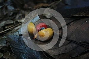 Yellow fruit with a bright red seed laying on the tropical forest floor