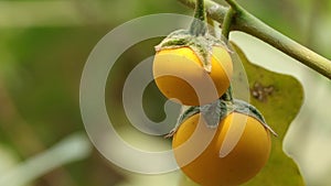 Yellow fruit of Cock roach berry growth on branch in nature.