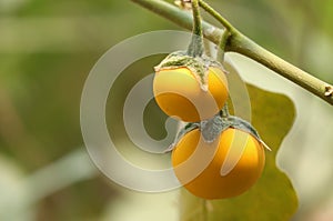Yellow fruit of Cock roach berry growth on branch in nature. Dutch eggplant or Cock roach berry on tree and green leaves