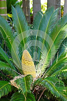 Yellow fruit cone palm