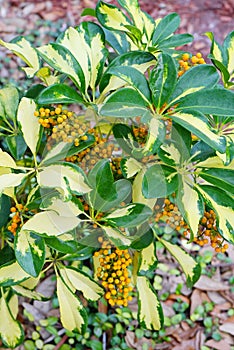 yellow Fruit of Dwarf Schefflera, Arboricola