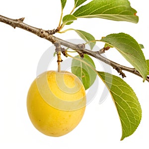 Yellow Fruit Hanging on a Branch photo