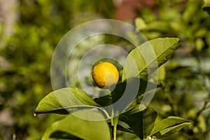 Yellow fruit on a lemon tree. Plants. Fruit, Food. Copy Space