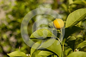 Yellow fruit on a lemon tree. Plants. Fruit, Food. Copy Space