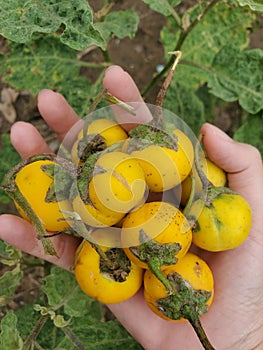 Yellow fruit nightshade or Solanum virginianum fruit.