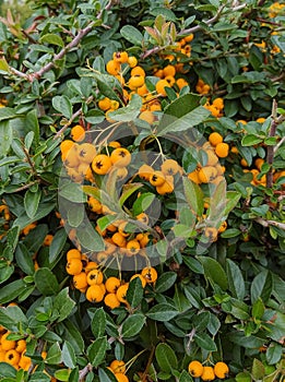 Yellow fruit piracanta Pyracantha coccinea `Soleil d` Or `