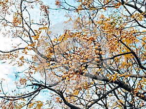 Yellow fruit of a plant Melia azedarach on a tree. Plants of Mon