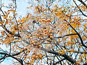 Yellow fruit of a plant Melia azedarach on a tree. Plants of Mon photo