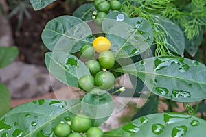 Yellow fruit stand out from green fruits. Rain water drops on tiny fruits/seeds and leaves of Acronychia pedunculata plant.