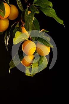 Yellow fruits on a branch with leaves