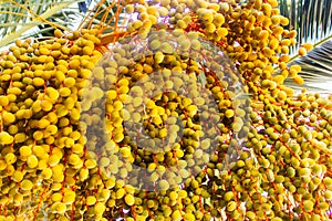 Yellow fruits on a date palm tree