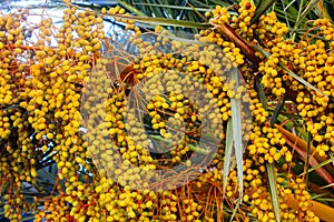 Yellow fruits on a date palm tree