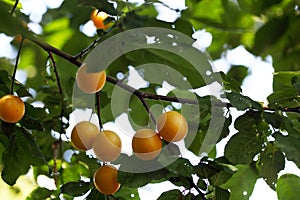 Yellow fruits of a mirabelle plum