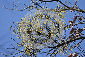 The yellow fruits of the oak mistletoe, Loranthus europaeus