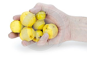 Yellow fruits of a quince in hand