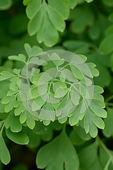 Yellow fumitory corydalis Pseudofumaria lutea, fern-like, fresh green, divided leaves