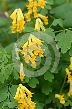 Yellow fumitory corydalis Pseudofumaria lutea, showy yellow flowers