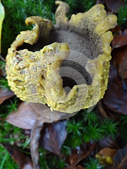 Yellow Fungi Earth-Ball