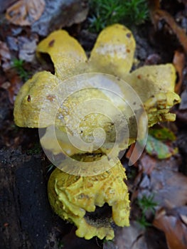 Yellow Fungi Earth-Ball