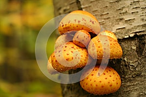 Yellow Fungus