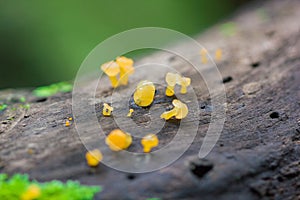 Yellow fungus on dry wood in the forest