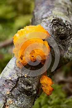 Yellow Fungus in the Forest