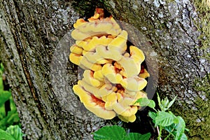 Yellow fungus growing on tree trunk