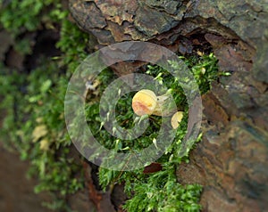 Yellow Fungus with Moss on Fallen Tree