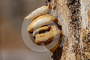 Yellow fungus