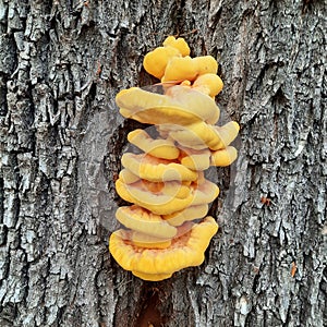 yellow fungus parasite on the tree detail structure and texture growths