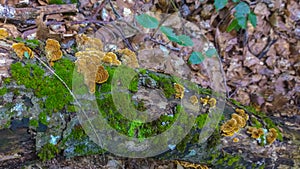 Yellow fungus on rotten log