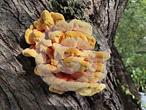 Yellow fungus on tree. Laetiporus sulphureus (Bull.) Murrill
