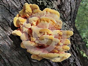 Yellow fungus on tree. Laetiporus sulphureus (Bull.) Murrill