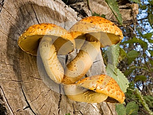 Yellow fungus on wood