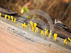 Yellow fungus