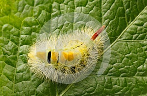 Yellow furry caterpillar from above