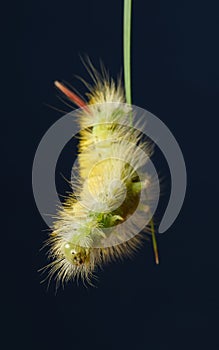 Yellow furry caterpillar climb down from grass blade