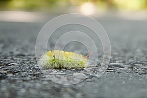 Yellow furry caterpillar crawls on grey asphalt