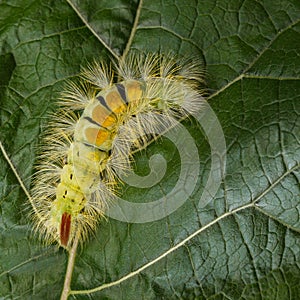 Yellow furry caterpillar curved on leaf