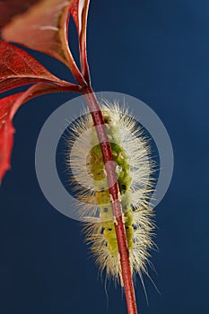 Yellow furry caterpillar under red leaf