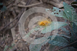 Yellow furry taturana known as fire caterpillarr