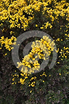 Yellow Furze Bush Blooming Among Thorny Evergreen Shrubs