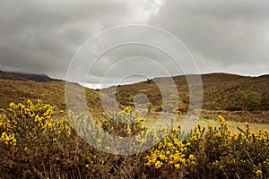 Yellow furze in overcast Scottish Highlands