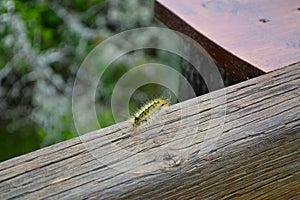 Yellow fuzzy caterpillar moving around a deck railing