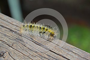 Yellow fuzzy caterpillar moving around a deck railing