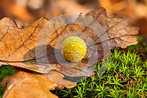 Yellow gall on dry oak leaf